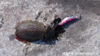 ����䥱����