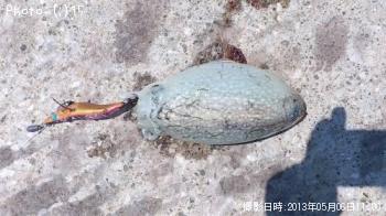 ����䥱����