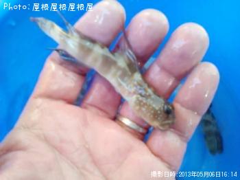 �ȥ饮����������