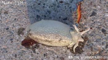 ¥·¥ê¥ä¥±¥¤¥«