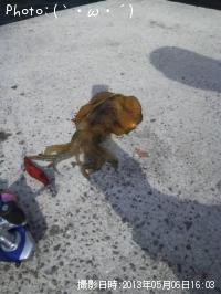 ¥¢¥ª¥ê¥¤¥«