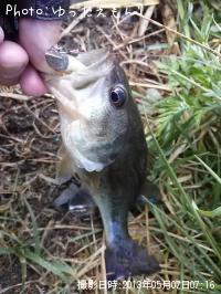 ¥é¡¼¥¸¥Þ¥¦¥¹