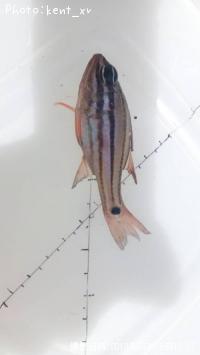 ¥ª¥ª¥¹¥¸¥¤¥·¥â¥Á