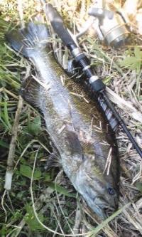 ���⡼��ޥ����Х�