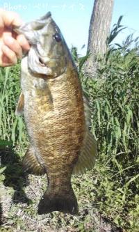 ���⡼��ޥ����Х�