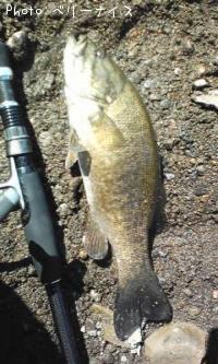 ���⡼��ޥ����Х�