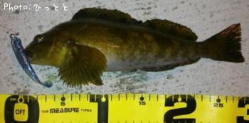 �����ʥ�