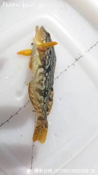 �����ʥ�