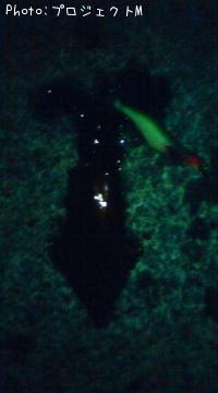 ����ɥ�����