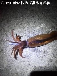 ¥¹¥ë¥á¥¤¥«