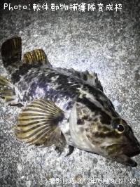 �����Υ���Х�