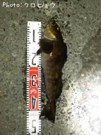 �����ʥ�