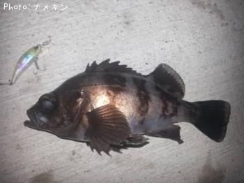 めばる