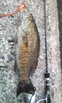 ���⡼��ޥ����Х�