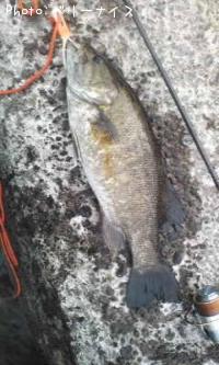 ���⡼��ޥ����Х�