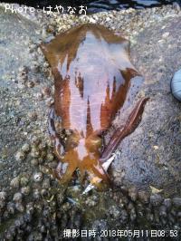 �����ꥤ��