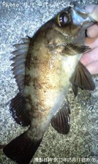 ��Х�����