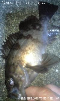 ��Х�����