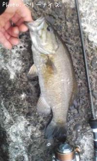 ���⡼��ޥ����Х�