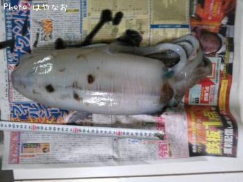 �����ꥤ��