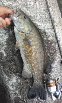 ¥¹¥â¡¼¥ë¥Þ¥¦¥¹¥Ð¥¹