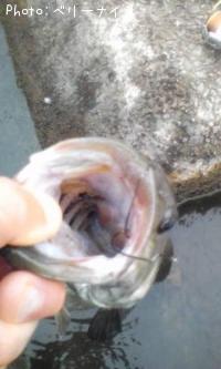 ¥¹¥â¡¼¥ë¥Þ¥¦¥¹¥Ð¥¹