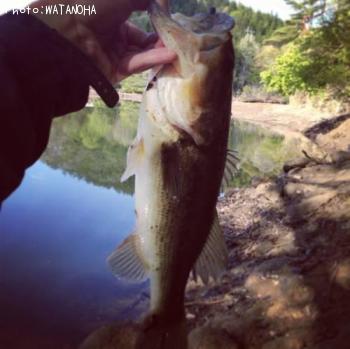 �֥�å��Х�