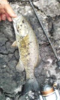 ���⡼��ޥ����Х�