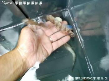 �ϥ����ᥴ��