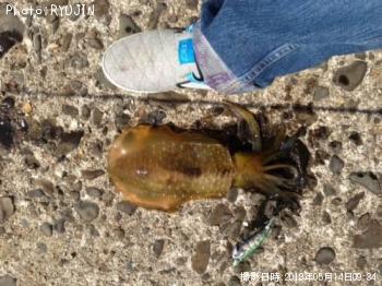 ¥¢¥ª¥ê¥¤¥«