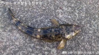 �ޥ�����