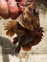 ¥«¥µ¥´¡¦¥à¥é¥½¥¤