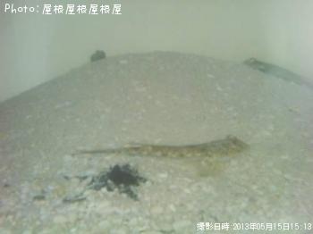 �ᥴ�����ҥȥ�