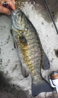 ���⡼��ޥ����Х�