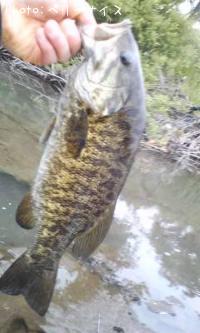 ���⡼��ޥ����Х�