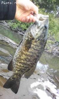 ���⡼��ޥ����Х�