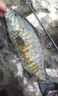 ���⡼��ޥ����Х�