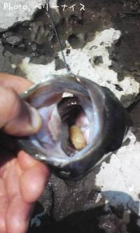 ���⡼��ޥ����Х�