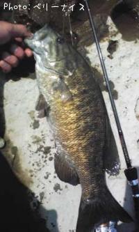 ���⡼��ޥ����Х�