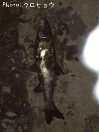 ¥Þ¥ë¥¿¥¦¥°¥¤