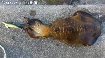 �����ꥤ��