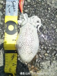 ����䥱����