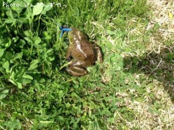 ���å����ʥ����������