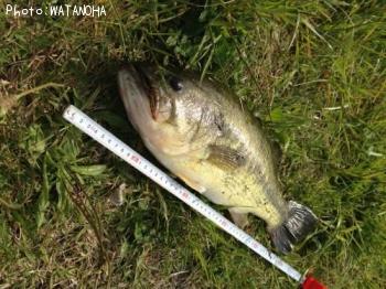 �֥�å��Х�