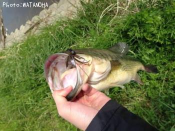 �֥�å��Х�