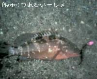 �����ϥ�