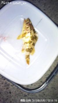 �����Υ���Х�