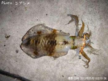 �����ꥤ��