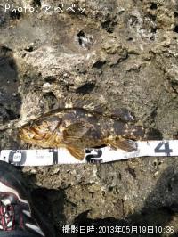 ¥Ù¥Ã¥³¥¦¥¾¥¤