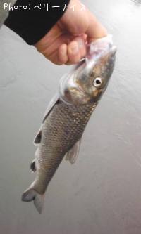 ���⡼��ޥ����Х�